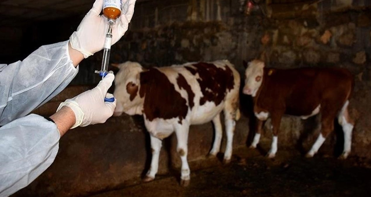 sap hastaliginin ardindan bir de bu cikti xGfkXIQP