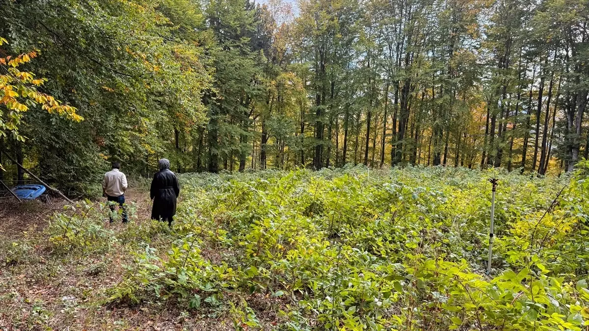 bozayilar ahududu bahcesine saldirdi kIWxCJjf.jpg