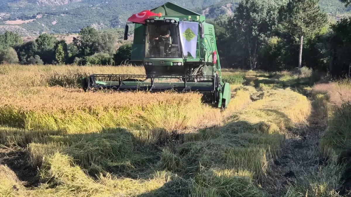 hanonunde celtik hasadi etkinligi y2Hp4W1t