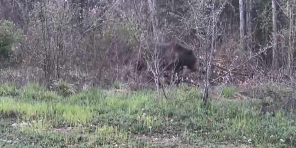 vatandas-kayda-basti-ayi-domuz-ve-gelincik-kameraya-yakalandi-QKYMG79S