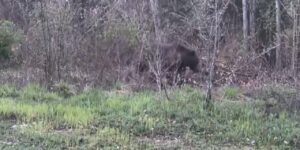 vatandas-kayda-basti-ayi-domuz-ve-gelincik-kameraya-yakalandi-QKYMG79S