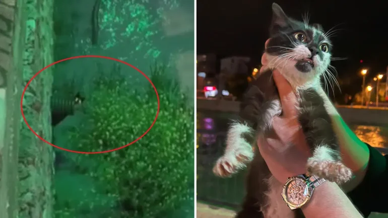 Yeşilırmak Nehri’nde Mahsur Kalan Kedi İçin Kurtarma Operasyonu Gerçekleştirildi