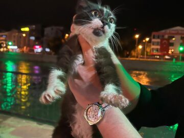Yeşilırmak Nehri’nde Mahsur Kalan Kedi Başarıyla Kurtarıldı